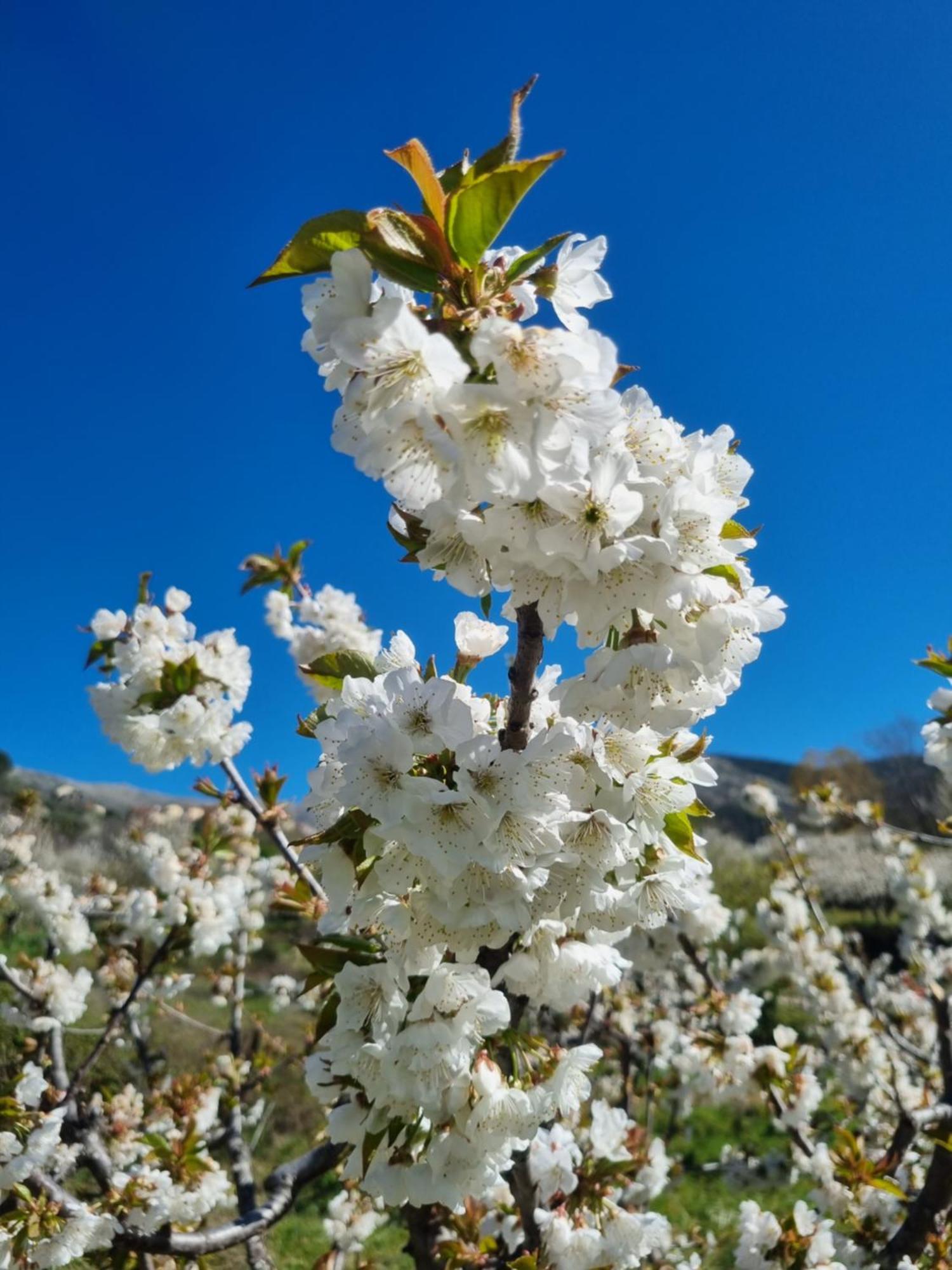 Albareilla By #Cherrygredos El Arenal  Esterno foto
