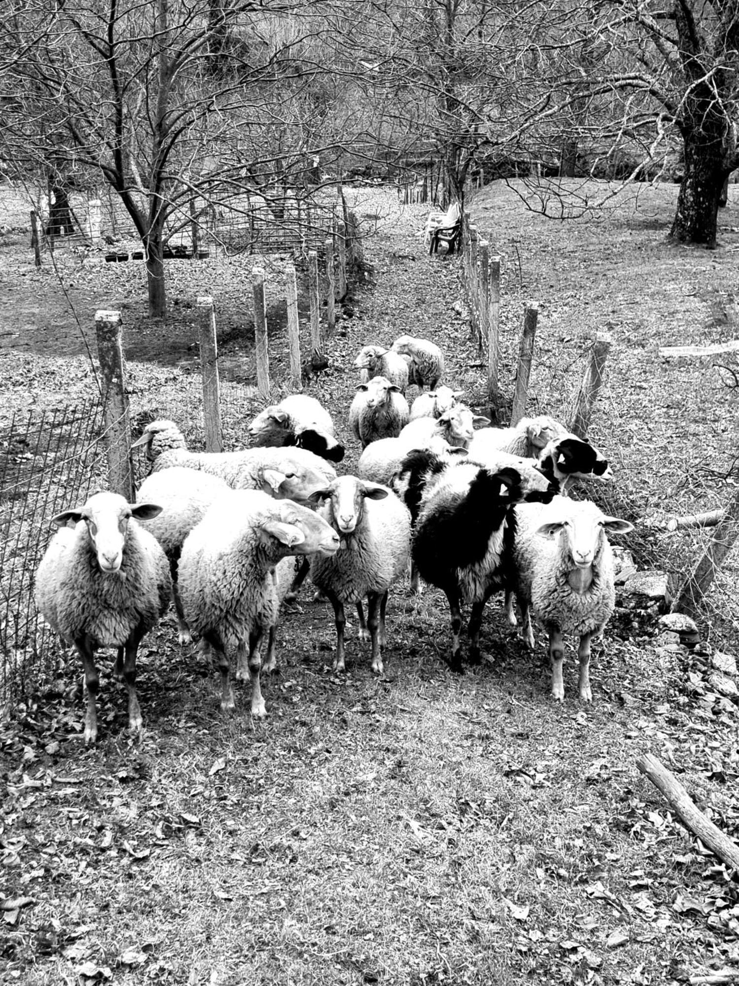 Albareilla By #Cherrygredos El Arenal  Esterno foto